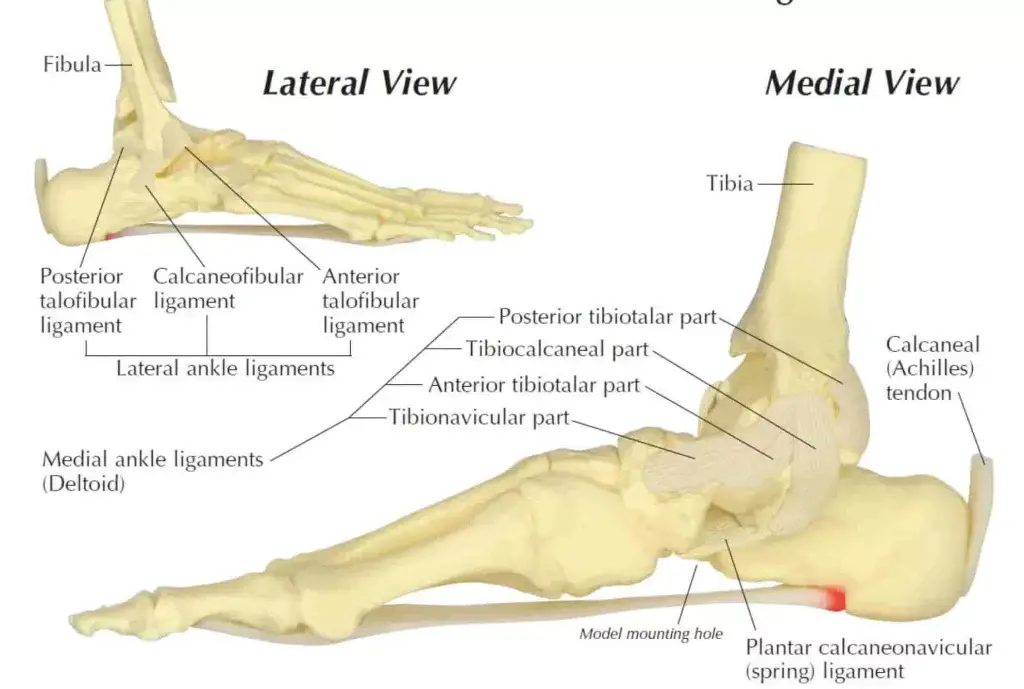 Structure of the Ankle